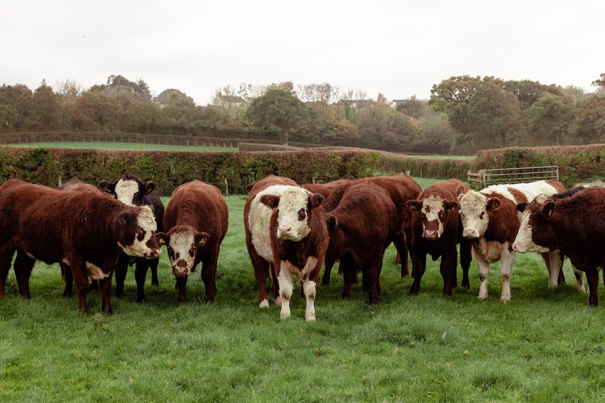 Philip Warren, butchers and farmers in Cornwall