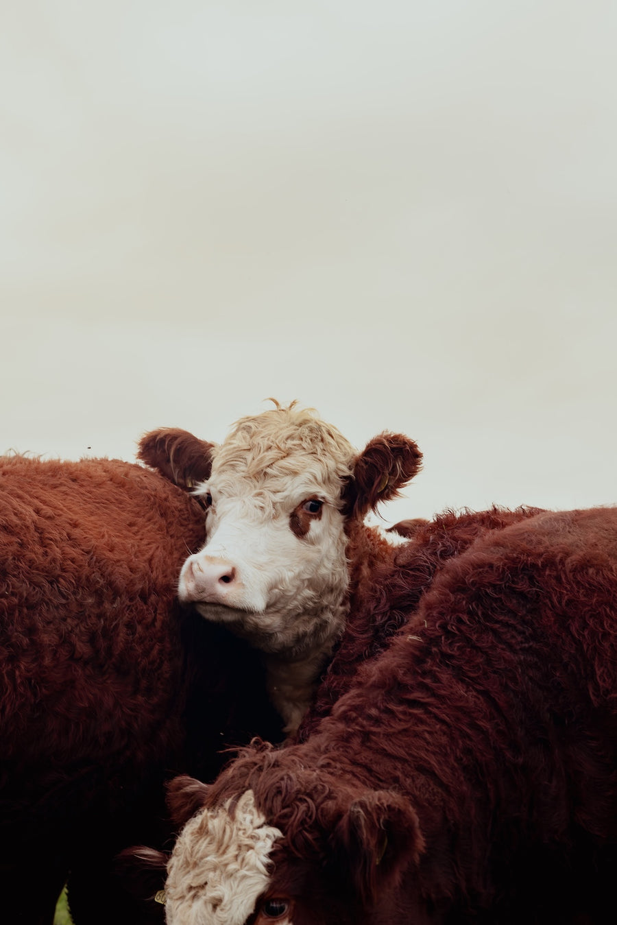 The farms supermarkets reject