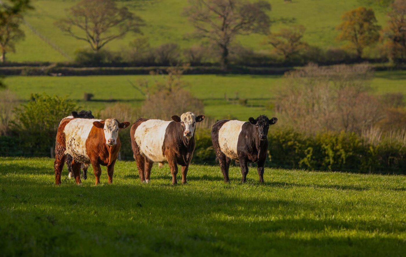 Native breed cattle on the moor