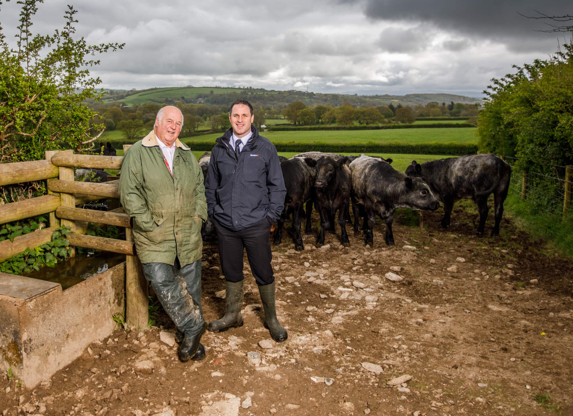 Philip and Ian Warren with cattle, Cornwall